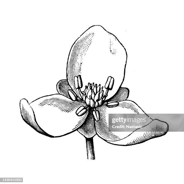 alisma tenellum, dwarf water plantain - plantain stock illustrations