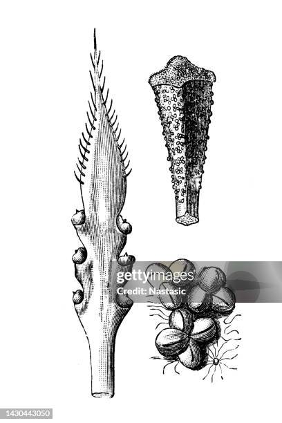 queen sago (cycas circinalis) - cycad stock illustrations