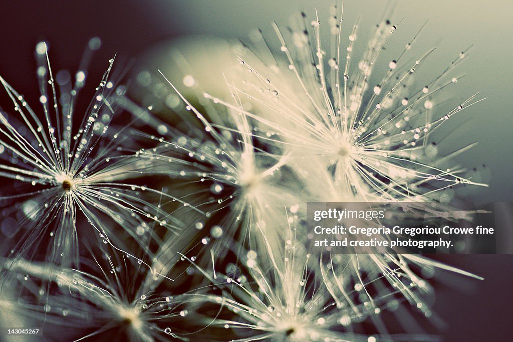 Dandelion with droplets