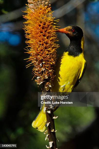 black-headed oriole - blackheaded oriole stock pictures, royalty-free photos & images