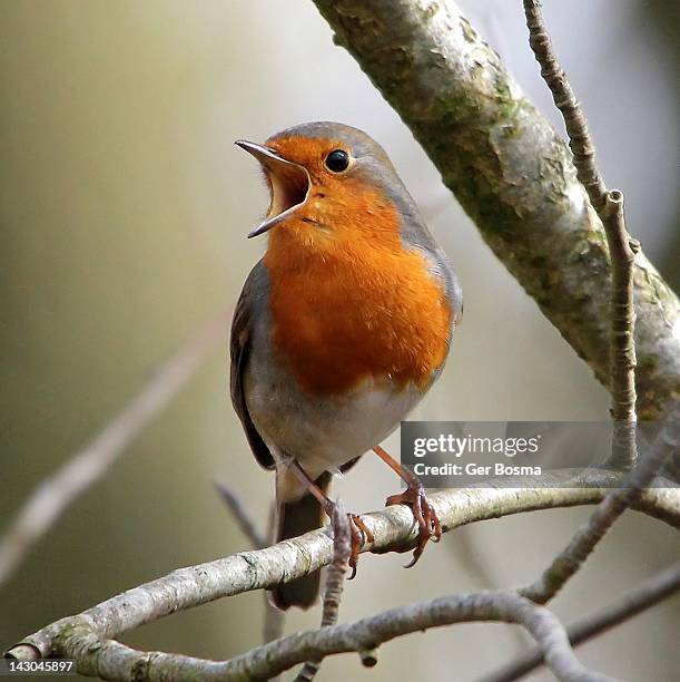 robin on tree branch - rotkehlchen stock-fotos und bilder