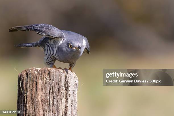 close-up of goshawk of prey perching on wooden post,thursley national nature reserve,godalming,united kingdom,uk - thursley national nature reserve stock pictures, royalty-free photos & images