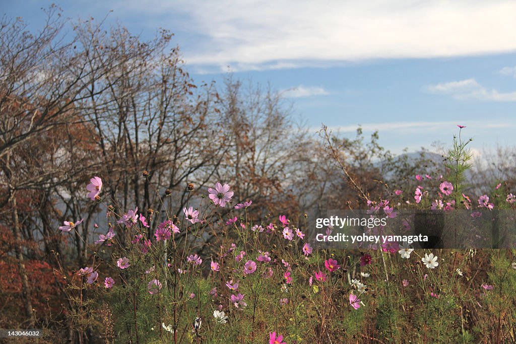 Cosmos flowers with trees