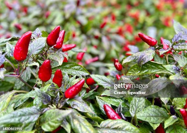 hot pepper plant after rain - hot pepper bildbanksfoton och bilder