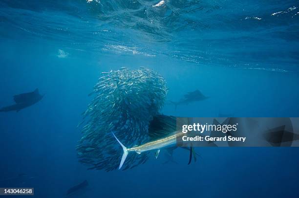 sailfishes hunting sardines - segelfische stock-fotos und bilder