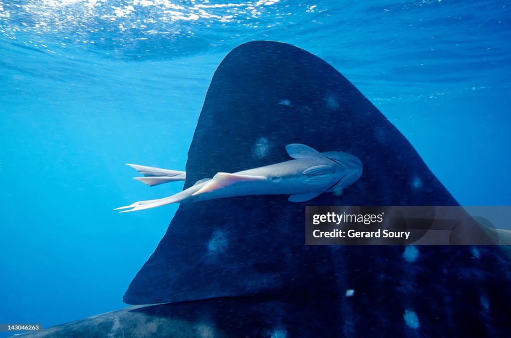 Remora stuck on a Whale Shark dorsal fin