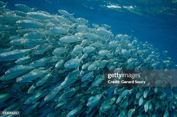 school of sardines - sardines ストックフォトと画像