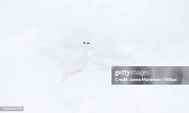 low angle view of ptarmigan perching on snow,posio,finland - ptarmigan stock pictures, royalty-free photos & images