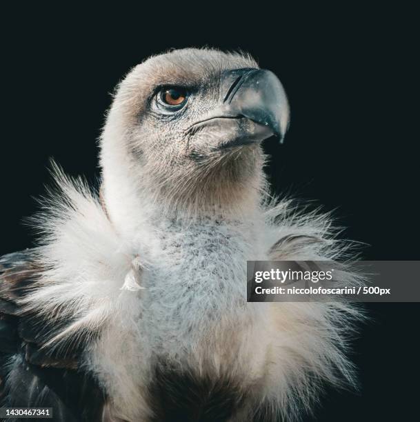 close-up of vulture against black background - accipitridae stock-fotos und bilder