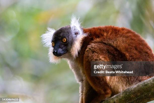 black lemur (eulemur macaco) - nosy be photos et images de collection