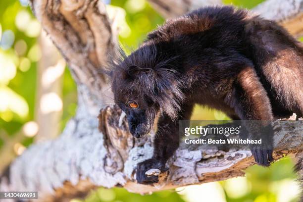 black lemur (eulemur macaco) in the wild - nosy be photos et images de collection