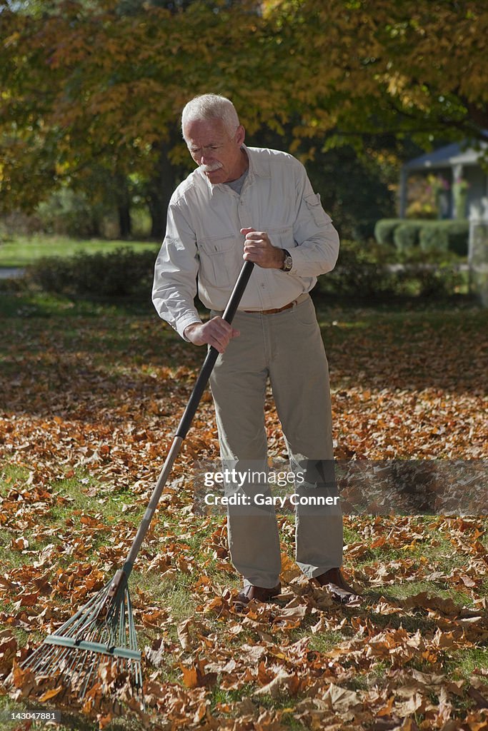 Senior Man Rakes Autumn Leaves High-Res Stock Photo - Getty Images
