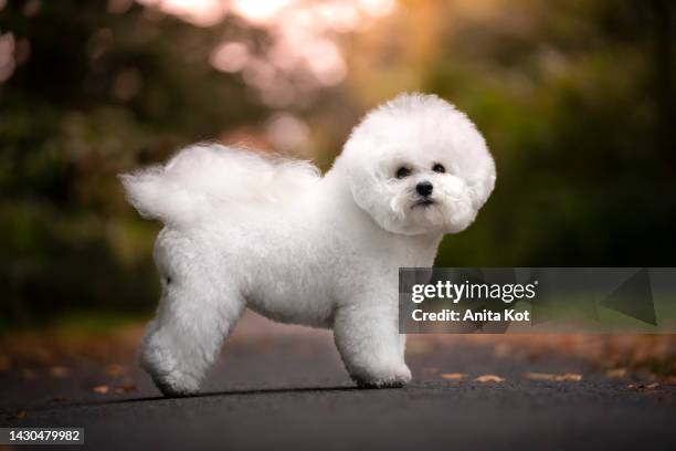 bichon frise dog - bichon frise stock pictures, royalty-free photos & images