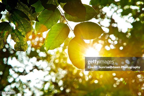 sunlight beaming through tree leaves - sunrise@dawn photography stockfoto's en -beelden