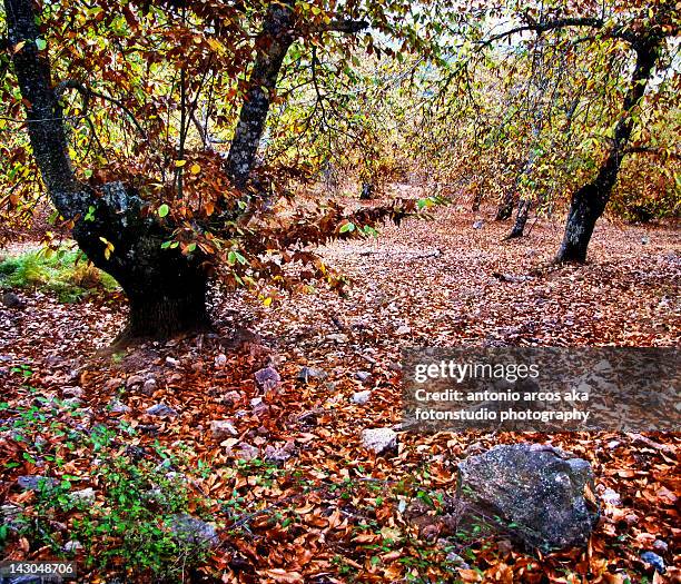 chestnut forest - cortegana fotografías e imágenes de stock