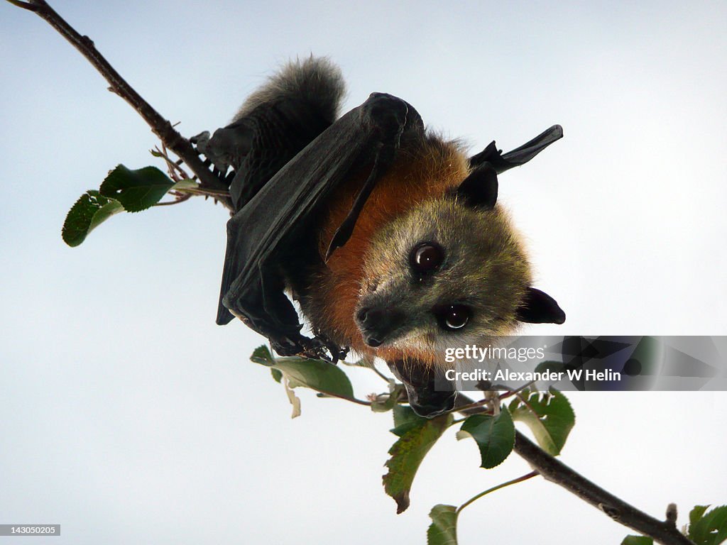 Flying fox in apple tree