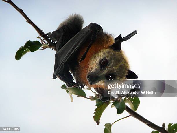 flying fox in apple tree - fruit bat stock pictures, royalty-free photos & images
