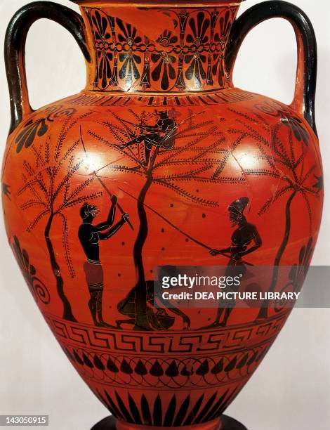Amphora representing the olive harvest, black-figure ceramics, Greece. Greek Civilization, 6th Century BC. London, British Museum