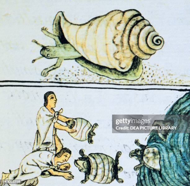 Artwork depicting a sea snail and turtles, from a copy of the Code of Florence, General History of the Things of New Spain by Fra Bernardino de...