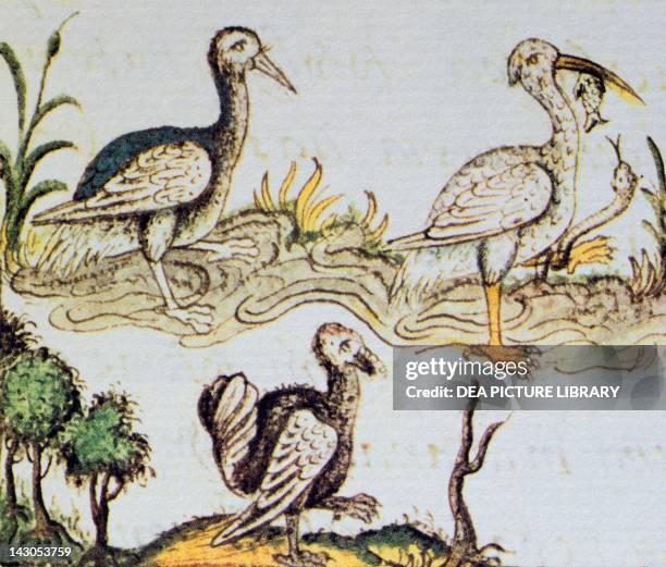 Artwork depicting a little egret, a kingfisher and a turkey, from a copy of the Code of Florence General History of the Things of New Spain by Fra...