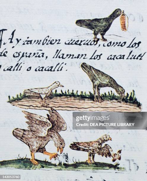 Artwork depicting mountain birds, from a copy of the Code of Florence General History of the Things of New Spain by Fra Bernardino de Sahagun,...