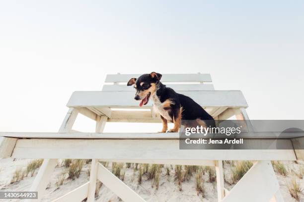 summer dog panting, cute dog on a beach, happy dog small breed - dachshund holiday stock pictures, royalty-free photos & images