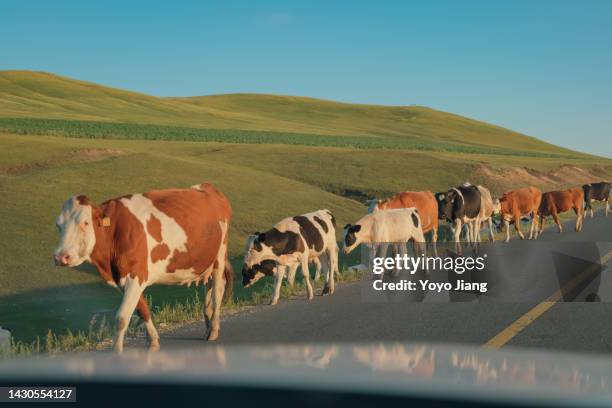 Cow In Road 303 Cow Crossing Road Stock Photos, High-Res Pictures, and Images ...