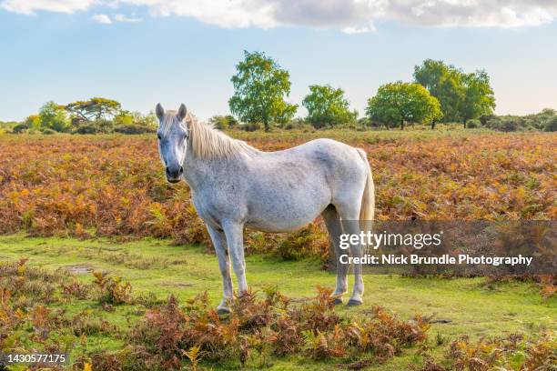 new forest pony, hampshire, england. - new forest stock pictures, royalty-free photos & images