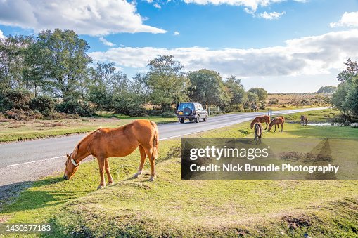 New Forest Ponies, Hampshire, England.