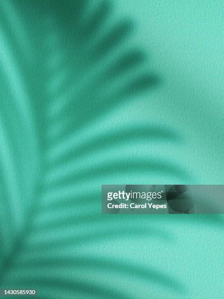 shadows of tropical leaves in green mint background - mint green stock pictures, royalty-free photos & images