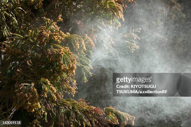 japanese cedar pollen - cryptomeria japonica stock pictures, royalty-free photos & images