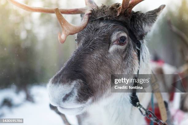 close-up of reindeer - rovaniemi, lapland - rovaniemi fotografías e imágenes de stock