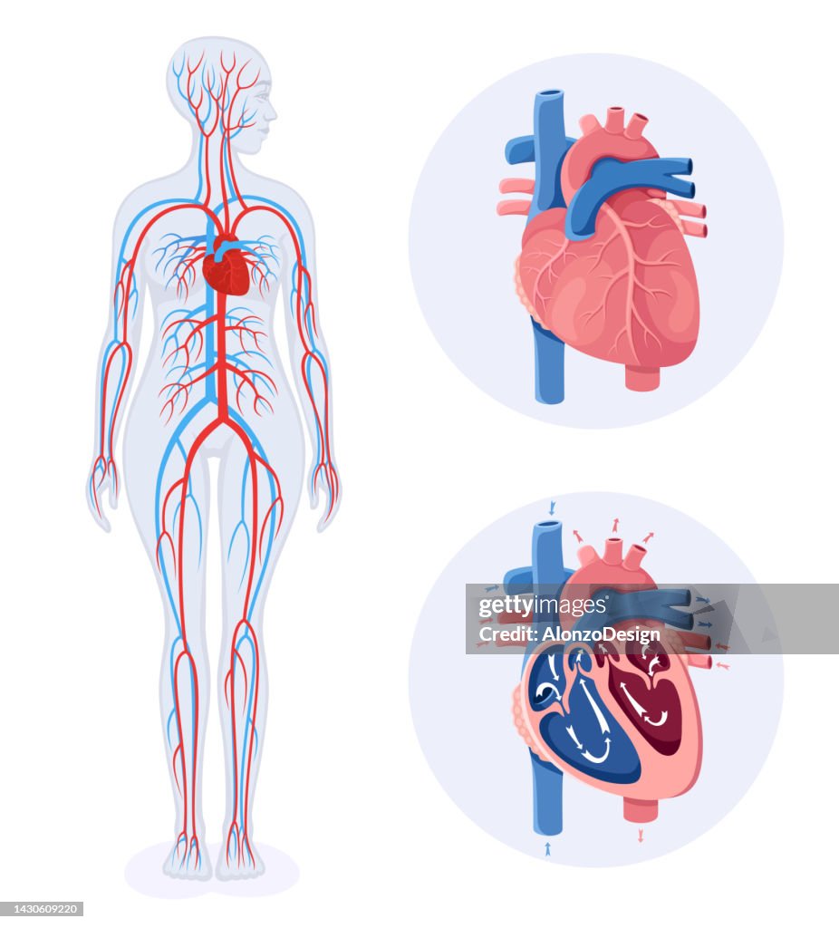 Sistema circulatório. Diagrama do sistema circulatório humano. Corpo Feminino.