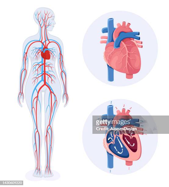 86 Human Body Diagram Cartoon High Res Illustrations - Getty Images