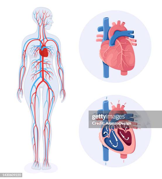 circulatory system. diagram of human circulatory system. female body. - blood system stock illustrations