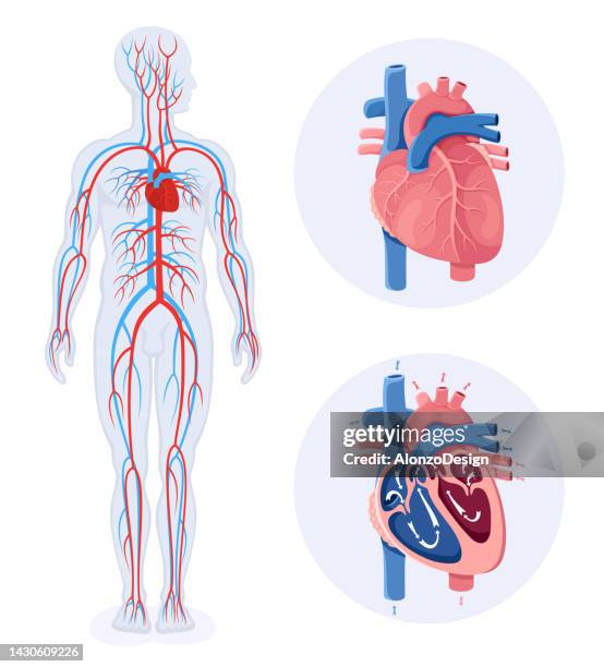 ilustraciones, imágenes clip art, dibujos animados e iconos de stock de aparato circulatorio. diagrama del sistema circulatorio humano. cuerpo masculino. - vaso sanguíneo