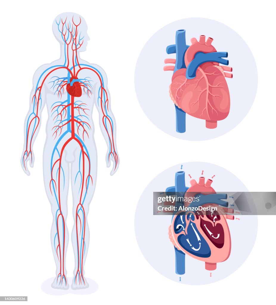 Circulatory System Diagram Of Human Circulatory System Male Body High ...