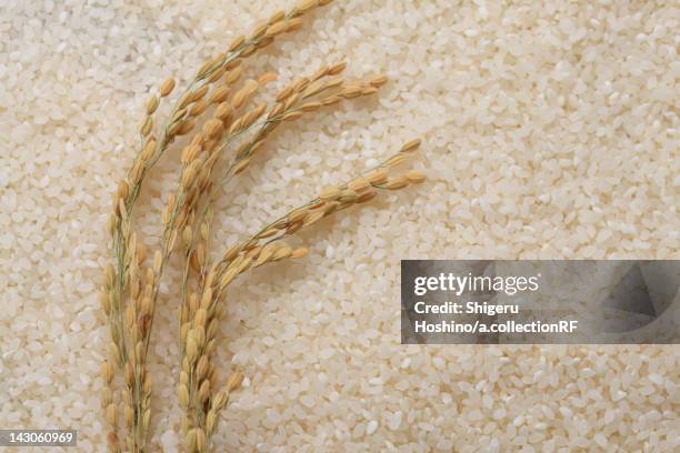 Stalks From Rice Rice Stalks Photos and Premium High Res Pictures - Getty Images