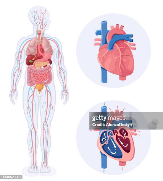 stockillustraties, clipart, cartoons en iconen met human internal organ with heart. human heart circulatory system. - coronary arteries diagram