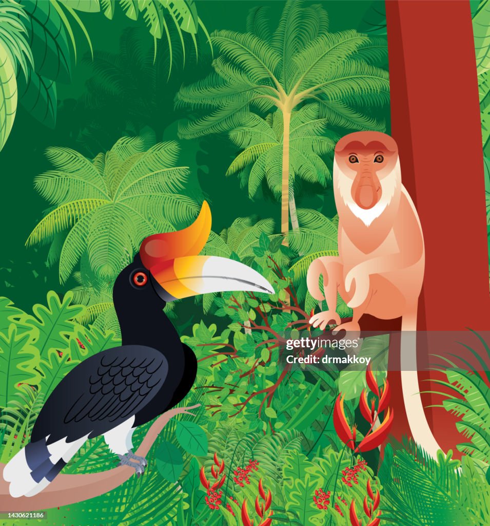 Proboscis monkey and Rhinoceros Hornbill