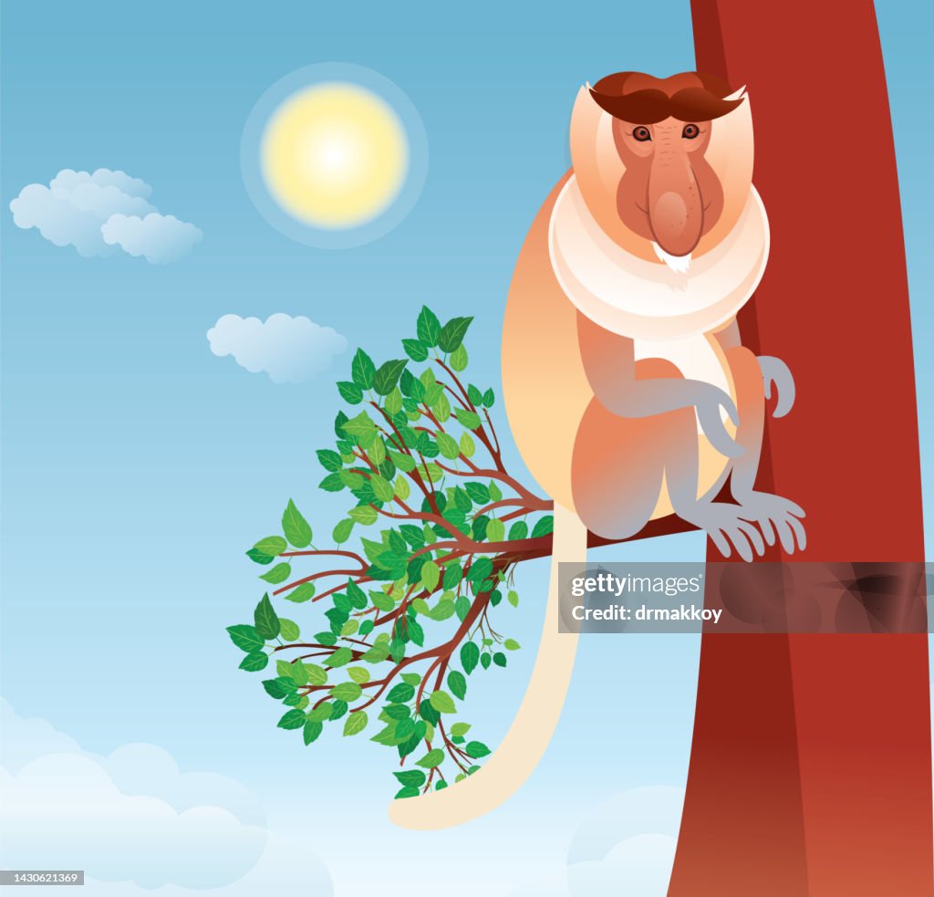 Proboscis Monkey, (Nasalis larvatus)