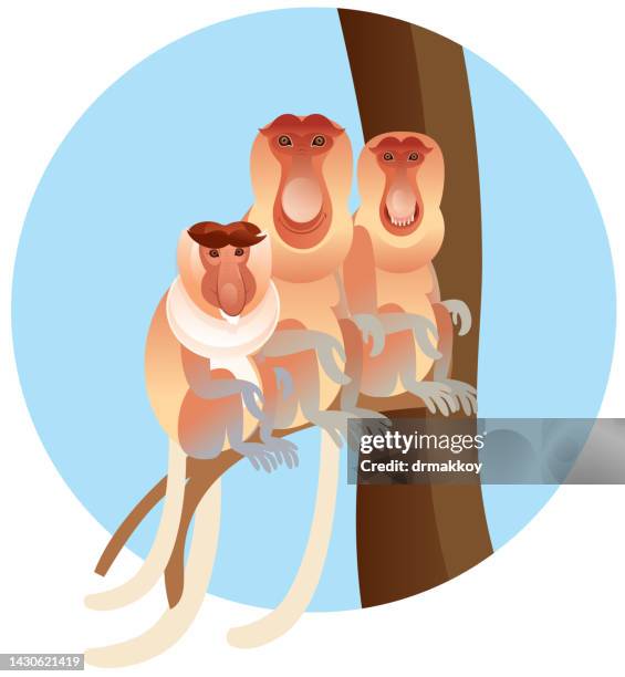 proboscis monkey, (nasalis larvatus) - proboscis monkey stock illustrations