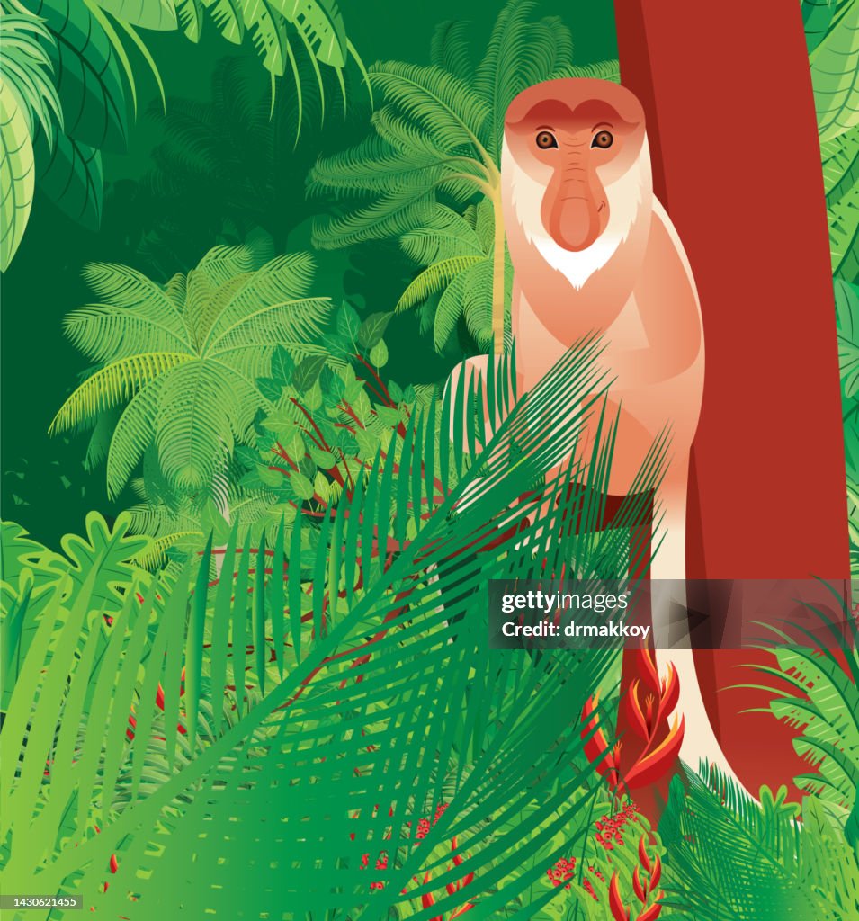 Proboscis Monkey, (Nasalis larvatus)