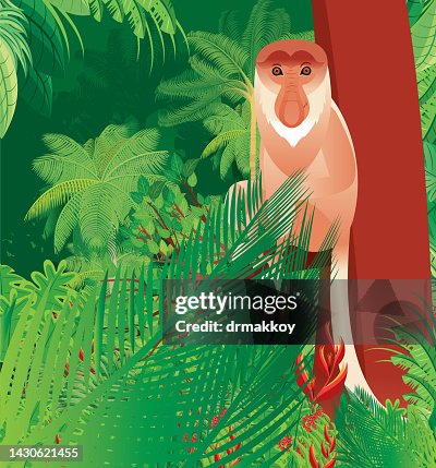 Proboscis Monkey, (Nasalis larvatus) Proboscis Monkey, (Nasalis larvatus)