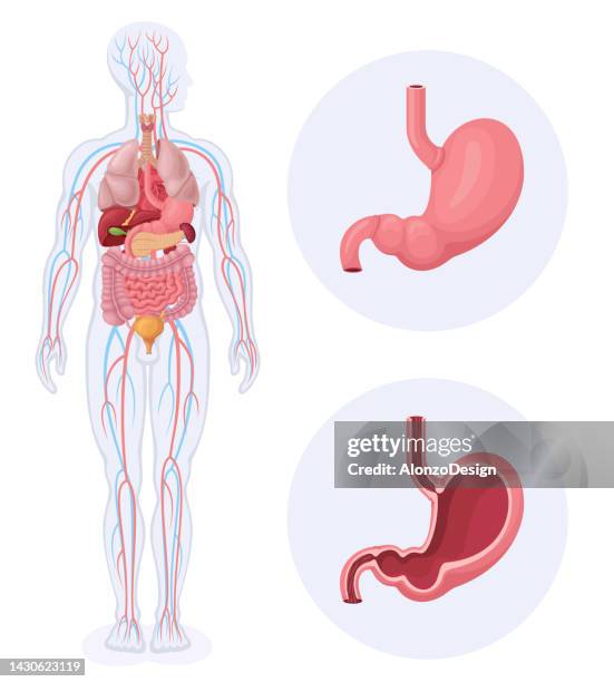 menschliche innere organe. menschliches verdauungssystem. menschlicher magen. - medical diagram stock-grafiken, -clipart, -cartoons und -symbole