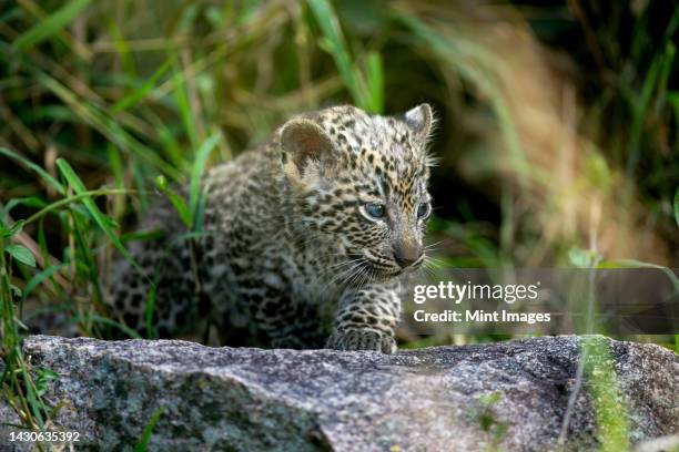 a leopard cub, panthera pardus, walks over a rock - leopard cub stock pictures, royalty-free photos & images