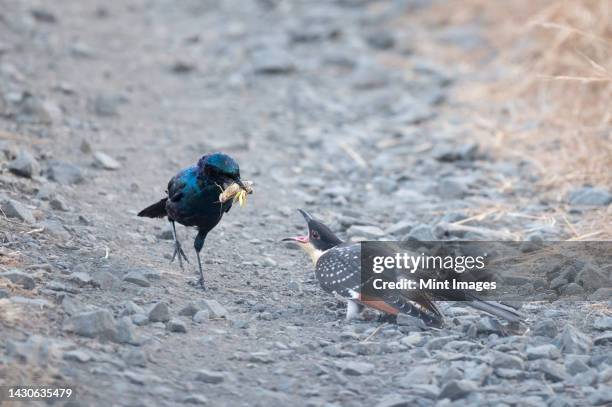 a burchells starling, lamprotornis australis, feeds a great spotted cuckoo chick, clamator glandarius , an insect - clamator stock pictures, royalty-free photos & images