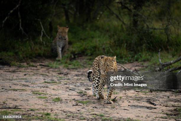 a leopard, panthera pardus, walks with its cub following behind - leopard cub stock pictures, royalty-free photos & images
