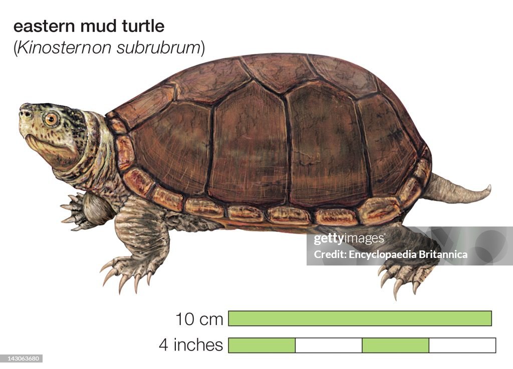 Eastern Mud Turtle (Kinosternon Subrubrum)