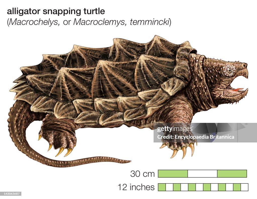 Alligator Snapping Turtle (Macrochelys Temminckii)